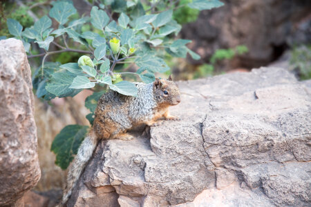 Grand Canyon Rock Squirrel photo