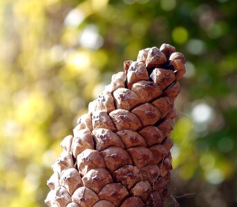 Tree brown coniferous