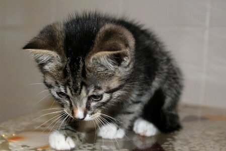 Animal beautiful photo cat
