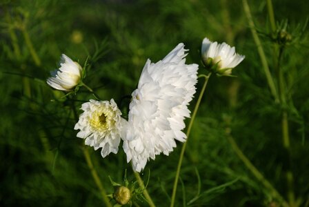 White bloom beautiful photo