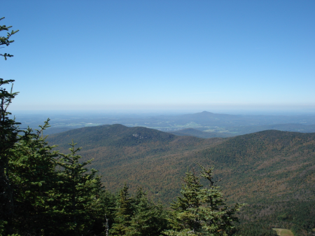 Green landscape trees