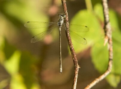 Bug dragonfly grass plants
