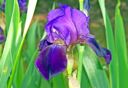 Natural blossom bloom