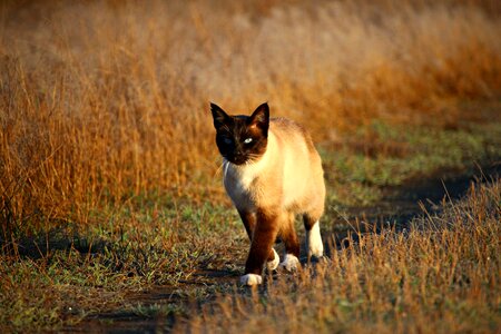 Animal cat claw photo