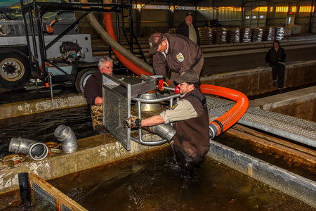 FWS employees prepare fish pump to load fish onto hatchery-7