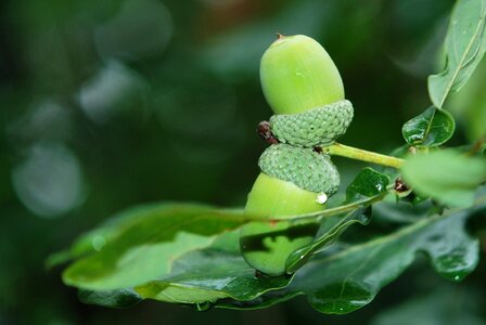 Green leaf foliage