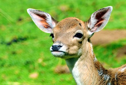 Animal Capreolus capreolus deer photo