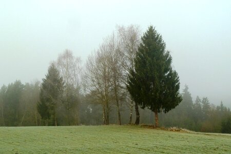 Grove of trees fog day landscape photo