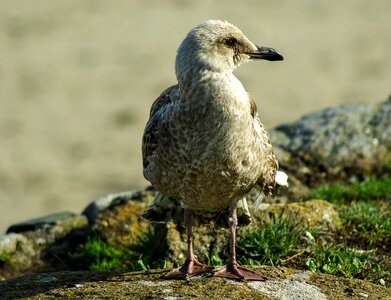 Seagull sea ​​bird brittany