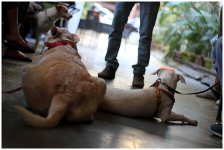 Dogs Sitting photo