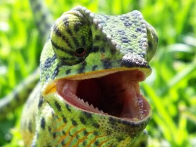 Camouflage animal wildlife
