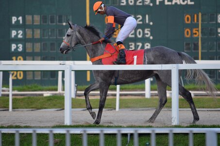 Race horse competition