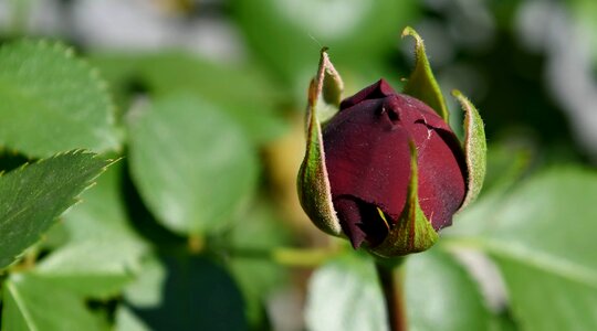 Flower Bud flower garden flowers