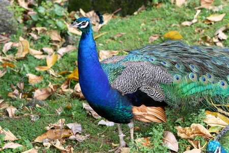 Portrait of Peacock photo
