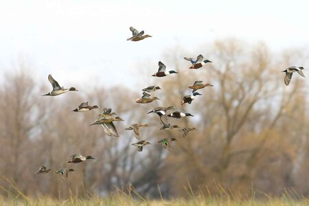 Ducks flight 