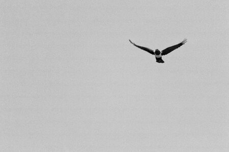 Bird bird flying sky photo