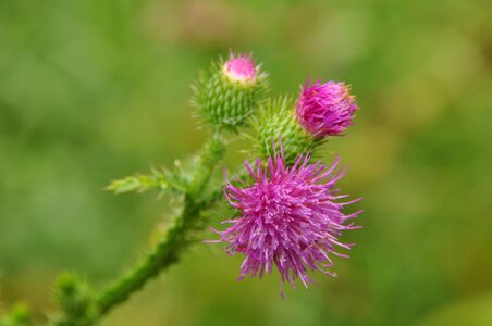 Beautiful Flowers biology blooming photo