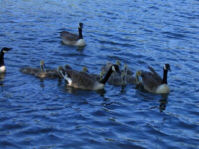 Bird swim lake