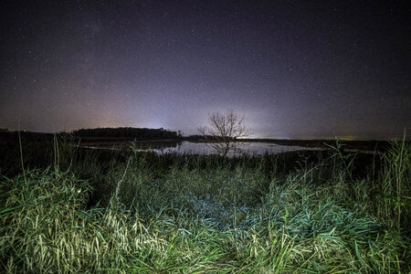 Stars over the tree and pond at night in Horicon Marsh photo