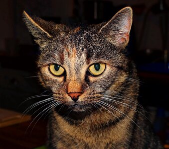 Animal cat's eyes mackerel photo