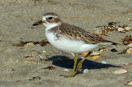 Charadrius bicinctus, on sandy beach arranging its plumage photo