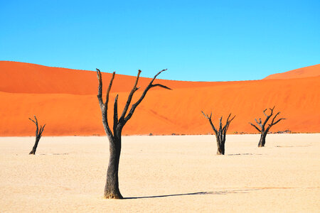 Desert Landscape photo