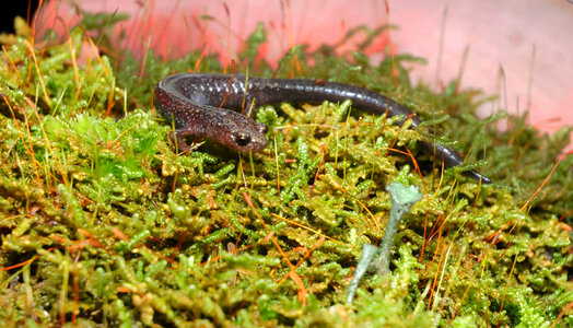 Cheat Mountain salamander-1 photo