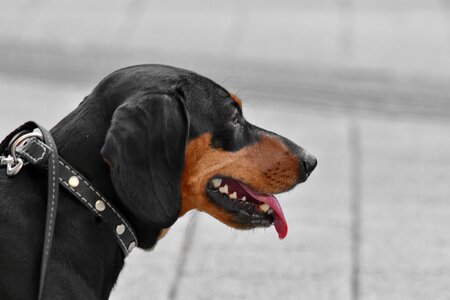 Collar dachshund dog photo