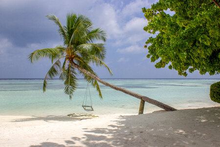 Empty Swing Hanging from a Palm Tree on a Tropical Beach photo