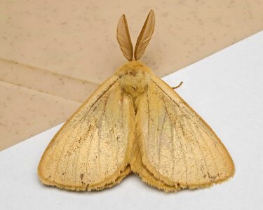 Animal arthropod biology