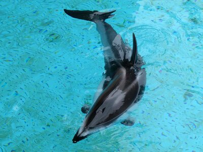 Animal dolphin fauna photo