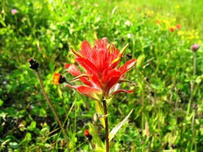 Bloom blooming nature photo