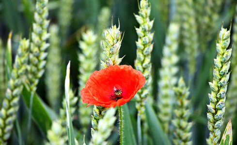Agriculture beautiful flowers biology