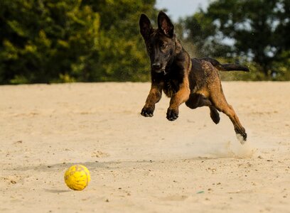 Ball motion recording running dog photo