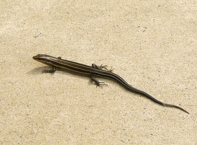 Five-lined Skink photo