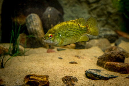 Rock Bass-3 photo