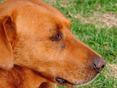 Brown eye head photo