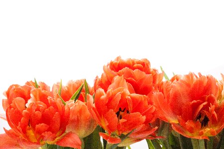 Nature flowers tulips photo