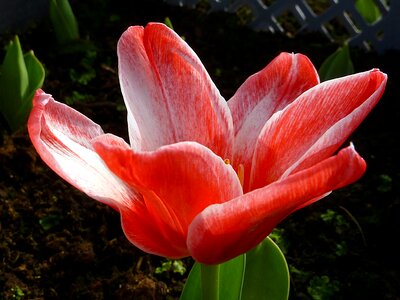 Red fritz kriesler spring
