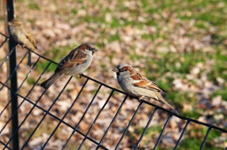 Fence Line wild sparrow