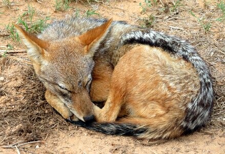 Animal safari wildlife photo