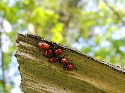 Beetle ladybugs nature