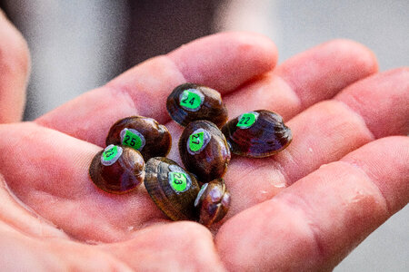 Purple Cat's Paw mussel in biologists hand-3