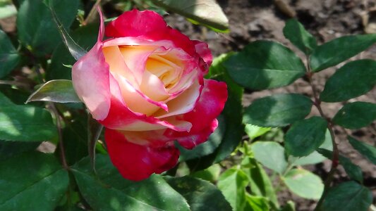 Plant flower beauty