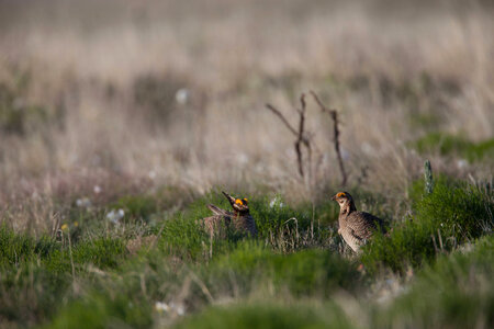 Lesser Prairie-Chicken-26 photo