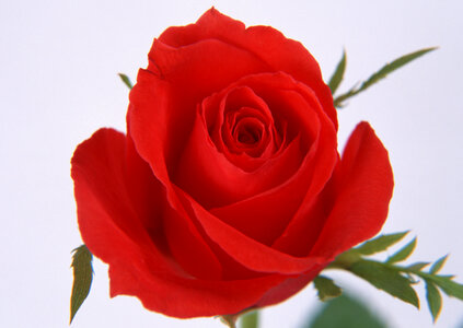 Single beautiful red rose photo