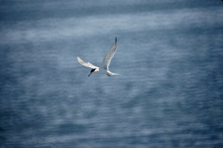 Forster's Tern-2 photo