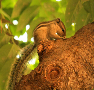 Squirrel Cute Animal photo