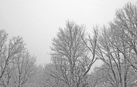 Trees branches snow photo