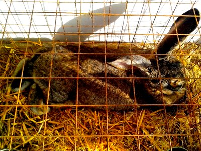 Bunny cage domestic